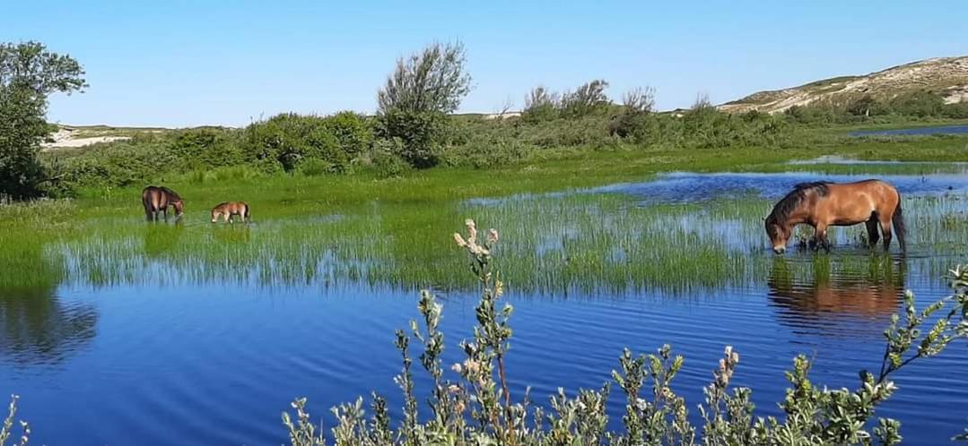 Tiny Villa De Haas Met Infraroodsauna Egmond aan Zee Exteriör bild